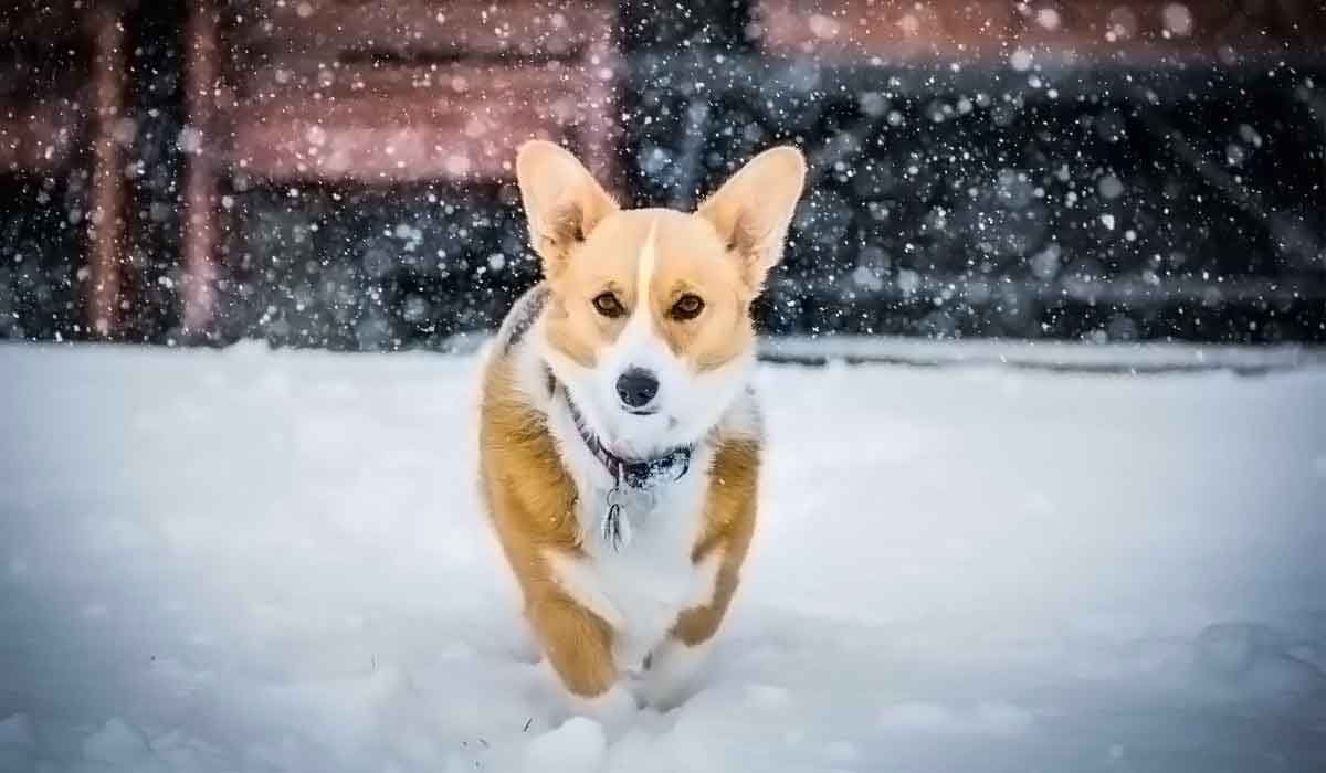 企业定制版的电话测压下载