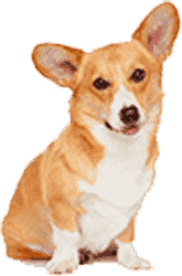 手机号轰炸服务