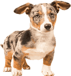 电话轰炸免费在线网站